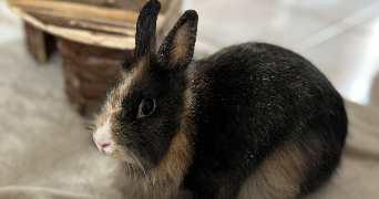 cathy pet sitter à CHIDRAC 63320_1