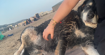 lisa pet sitter à MARSEILLE 01 13001_1
