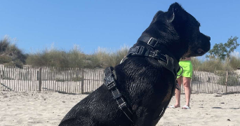 marion pet sitter à BORDEAUX 33800_3