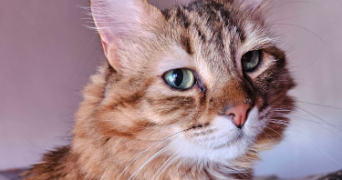 lilou pet sitter à MULHOUSE 68100_6