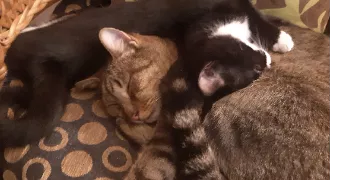 valérie cat sitter à JARGEAU 45150