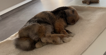 tracy pet sitter à ST LAMBERT LA POTHERIE 49070_3