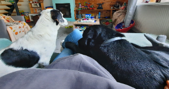 sandrine pet sitter à COUVIN 5660_3