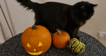 ambre pet sitter à MAUBEC 84660_3