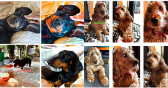 huan dog sitter à FARAMANS 01800_6