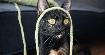 lou pet sitter à ALBI 81000_2