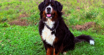 joy pet sitter à FLASTROFF 57320_10