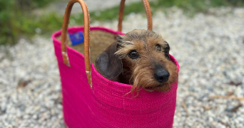 anne-claire pet sitter à LA GARENNE COLOMBES 92250_1
