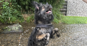 emmy pet sitter à Clermont-Ferrand 63000_3