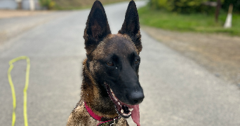 carine pet sitter à ST LAURENT DE TERREGATTE 50240_3
