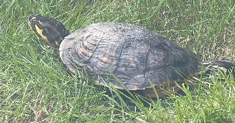 camille pet sitter à BAILLEUL 59270_5