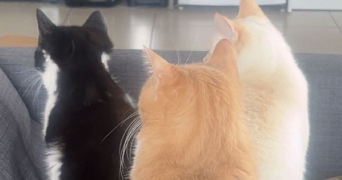 jade pet sitter à TOULOUSE 31500_3