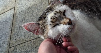marylou pet sitter à NANCY 54000_2