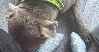 marie oriane pet sitter à FLEURY MEROGIS 91700_5