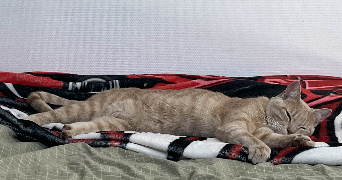 elea pet sitter à LE HAVRE 76610_1