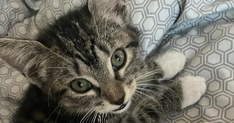 hugo pet sitter à LILLE 59000_0