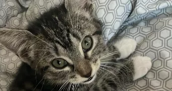 hugo pet sitter à LILLE 59000