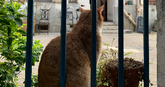 séraphine pet sitter à PARIS 18 75018_2