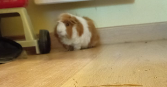 joséphine pet sitter à LE CHESNAY ROCQUENCOURT 78150_1