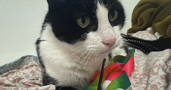 jeanne pet sitter à AMIENS 80000_2