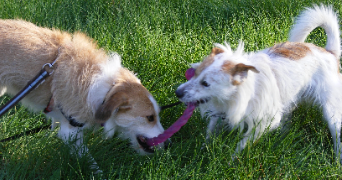 nathalie pet sitter à LA GARDE 83130_5