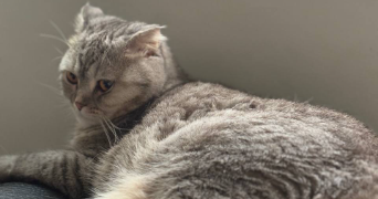 elmira cat sitter à NANCY 54000_2