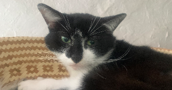 mariia pet sitter à Château-Thierry 02400_2