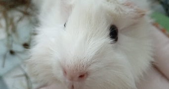 julie pet sitter à TOULOUSE 31300_1