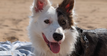 claire pet sitter à ST AVOLD 57500_0