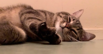 julie pet sitter à BOULOGNE BILLANCOURT 92100_4