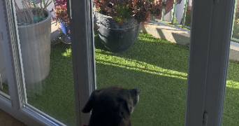 frederique dog sitter à NICE 06000_3