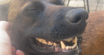 charlotte pet sitter à NIMES 30000_5