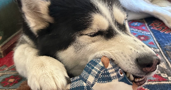 angeline pet sitter à CARCASSONNE 11000_8