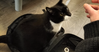 lea pet sitter à CLERMONT FERRAND 63000_6