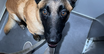 marjorie pet sitter à CALUIRE ET CUIRE 69300_8