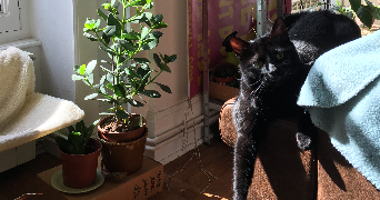 marie pet sitter à CHAMBERY 73000_2