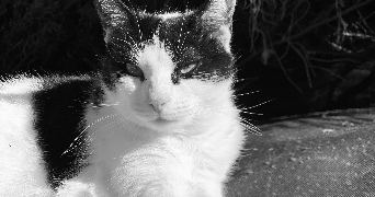 sandrine pet sitter à ST HILAIRE DE LUSIGNAN 47450_2