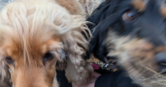 alicia pet sitter à BOURG LES VALENCE 26500_1