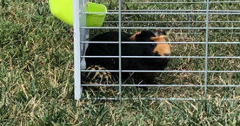 pauline pet sitter à Mont blanc 34290_1