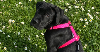 evannah pet sitter à SENS 89100_2