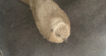 aude pet sitter à L'union 31240_6