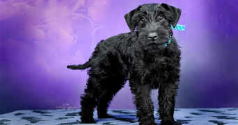 manon pet sitter à LOUEY 65290_2