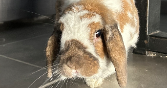 anaïs pet sitter à RAMONVILLE ST AGNE 31520_3