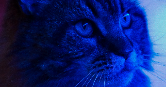 emile cat sitter à NOGENT SUR MARNE 94130_2