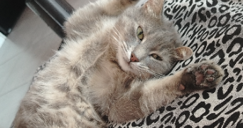 zadig pet sitter à MEYLAN 38240_2