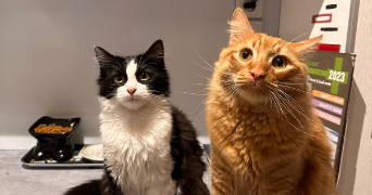 océane pet sitter à BRON 69500_8