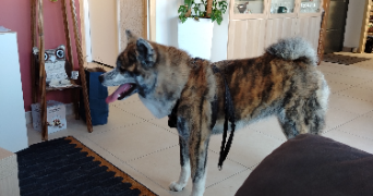 alexe pet sitter à GORGES 44190_7