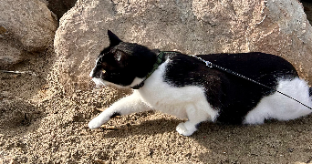 solen pet sitter à MASSY 91300_1