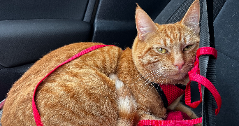 marianne pet sitter à SEIGNOSSE 40510_3