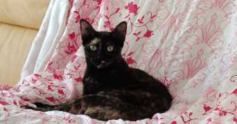 christelle pet sitter à Gambsheim 67760_1